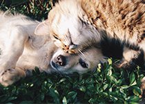 Chien et chat : Prendre soin de son animal naturellement avec les produits à base de plantes