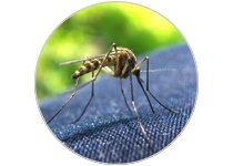 Large choix de produits anti moustique